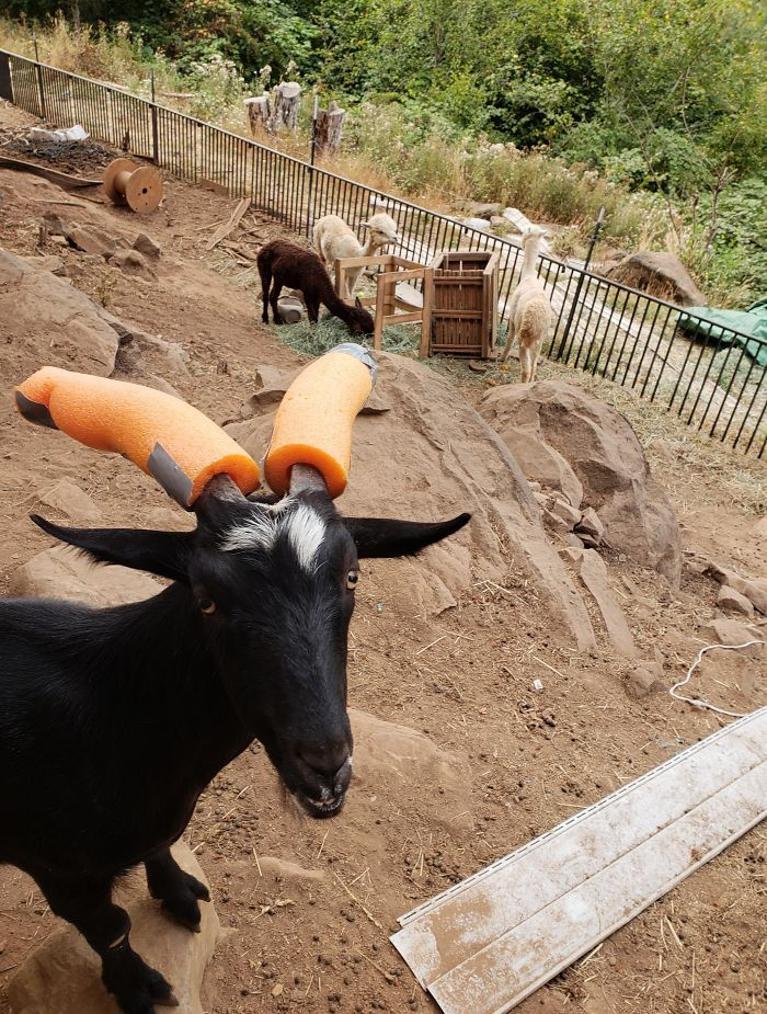 black goats with pool noodles on their horns