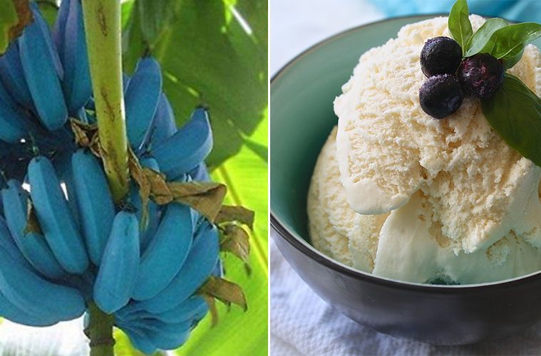blue banana ice cream