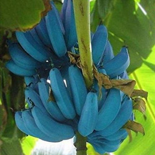 blue java bananas ice cream banana tree