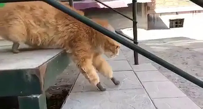 cat ryzhik going down the stairs on 4 bionic paws after frosbite in russia