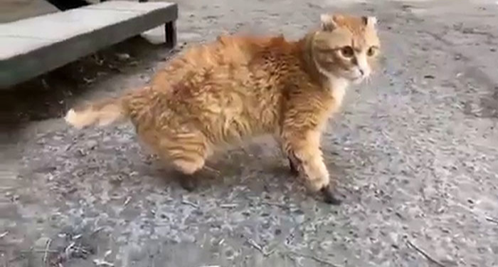 cat ryzhik walking on 4 bionic paws in russia