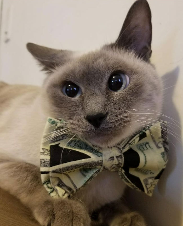 cat with stylish bow tie