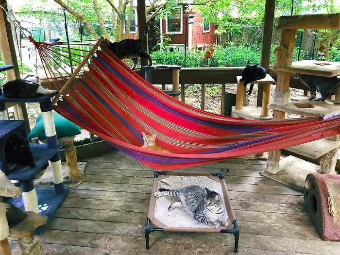 catios cat patios outdoor enclosures hammock