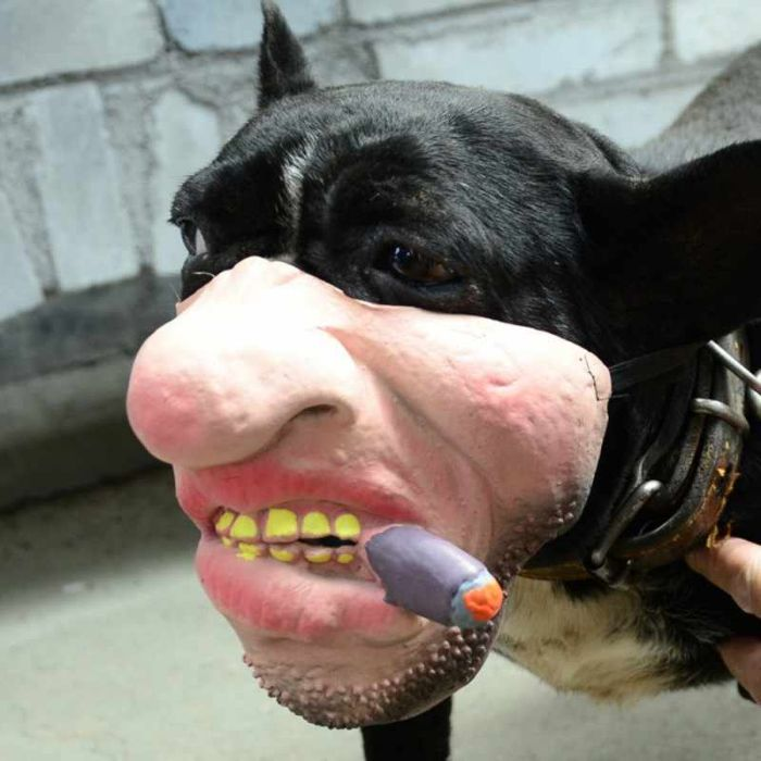 cigar creepy human face masks dog muzzles amazon