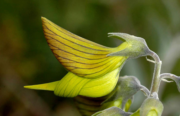 closeup flower like hummingbird green birdflower