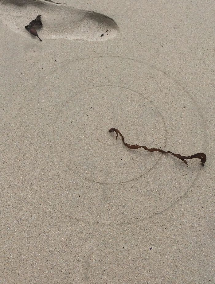 concentric circles by a seaweed - interesting beach things