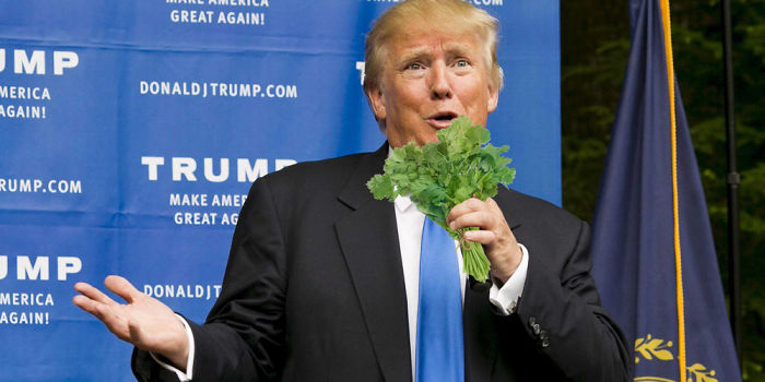 coriander haters funny memes donald trump