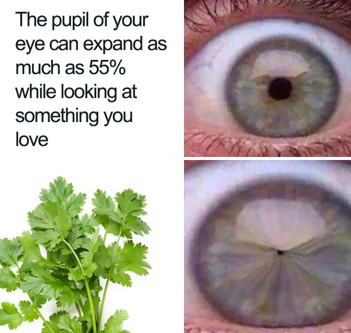 coriander haters funny memes eye pupil