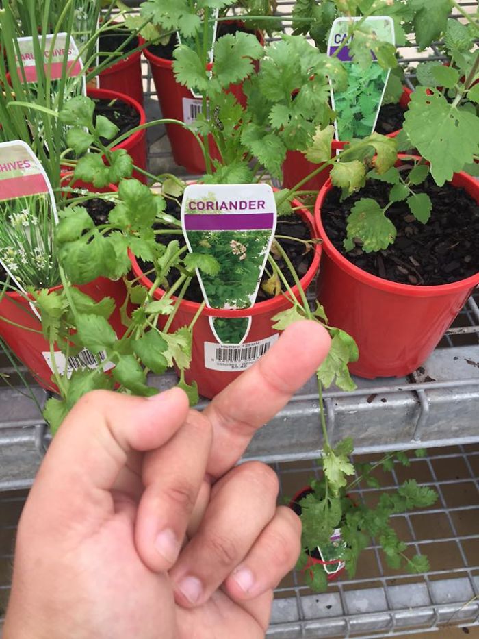 coriander haters funny memes middle finger
