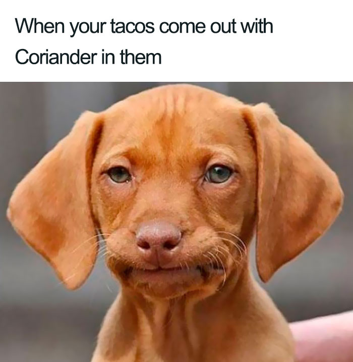 coriander haters funny memes taco dog