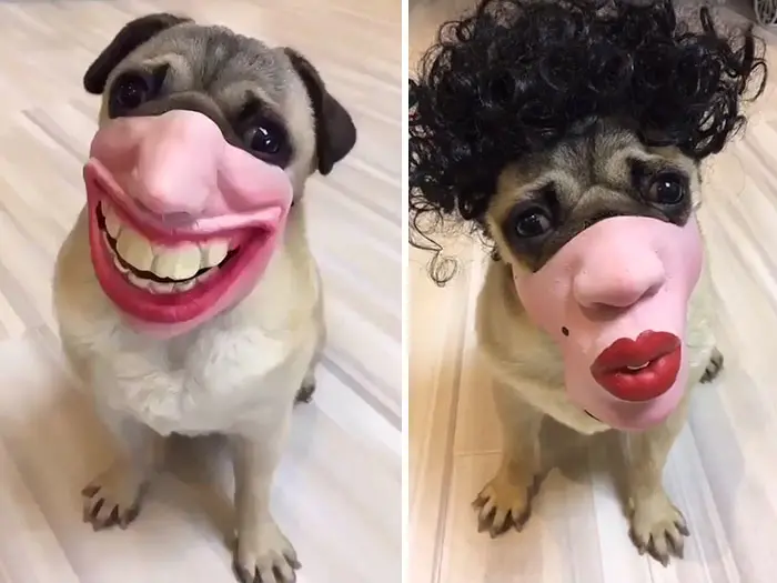 creepy human face masks dog muzzles amazon side by side
