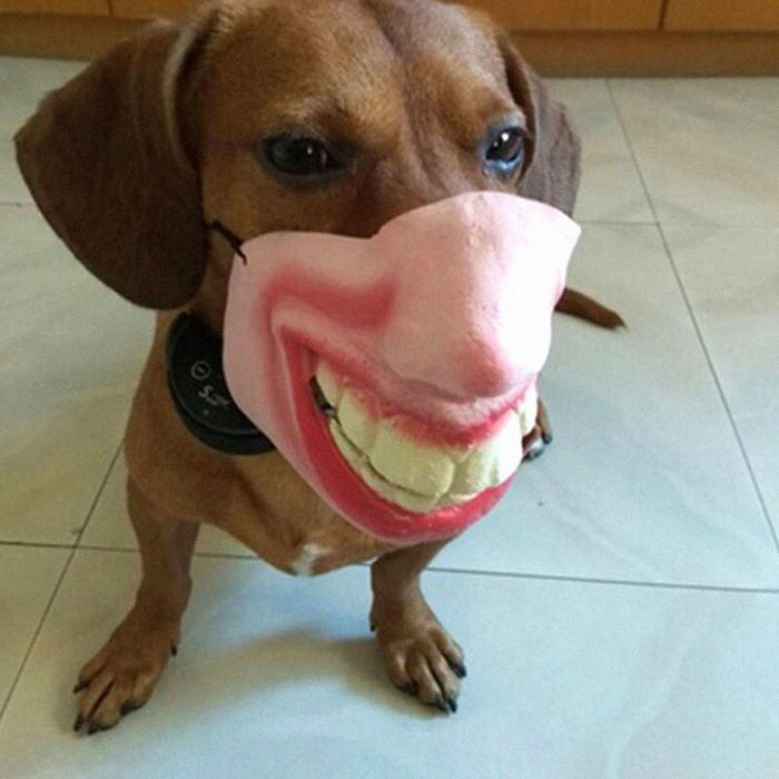 creepy human face masks dog muzzles amazon too big