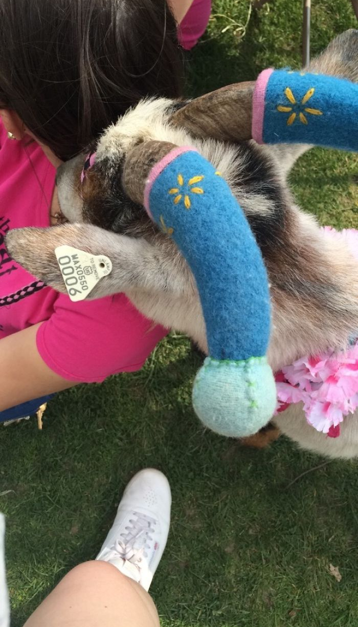 cute goats with pool noodles on their horns