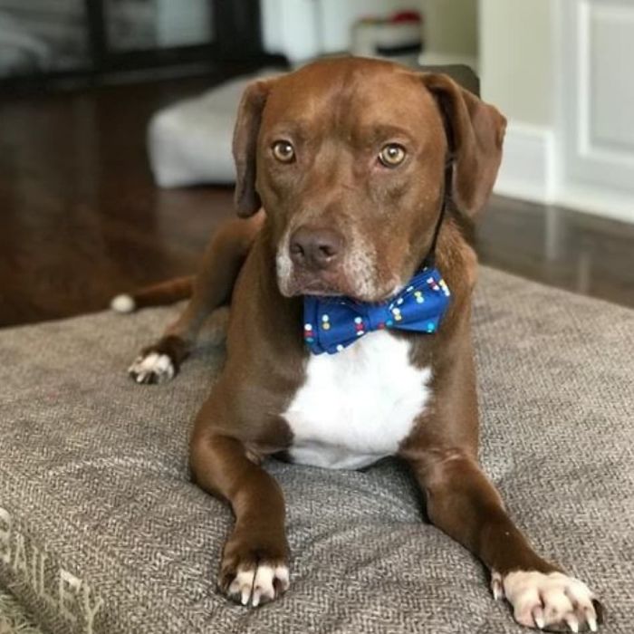 dog with blue bow tie