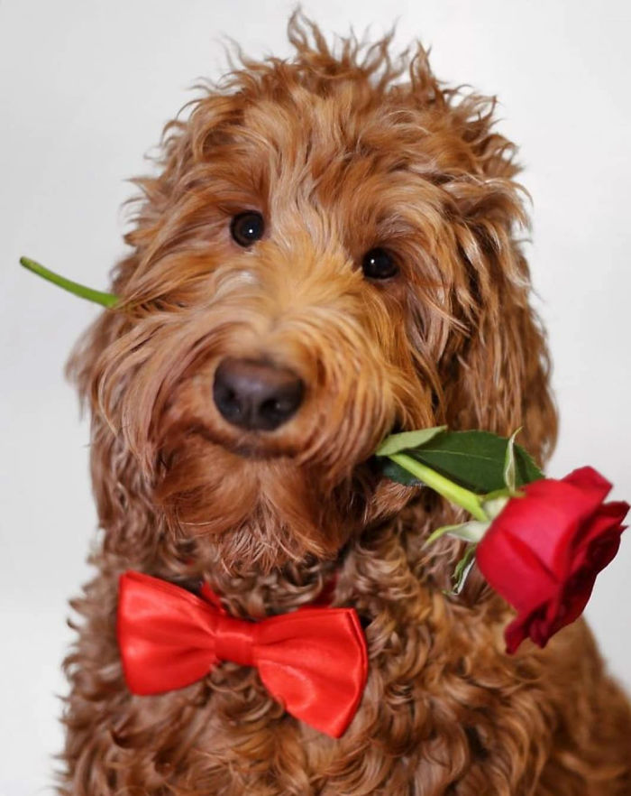 dog with red bow tie
