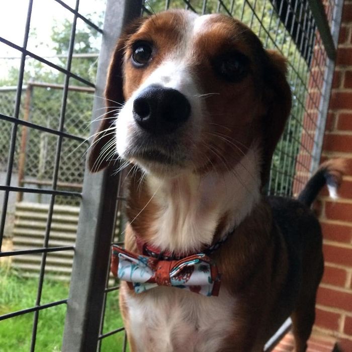 dog with stylish bow tie