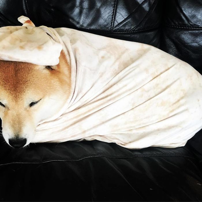 dog wrapped in burrito tortilla baby blanket