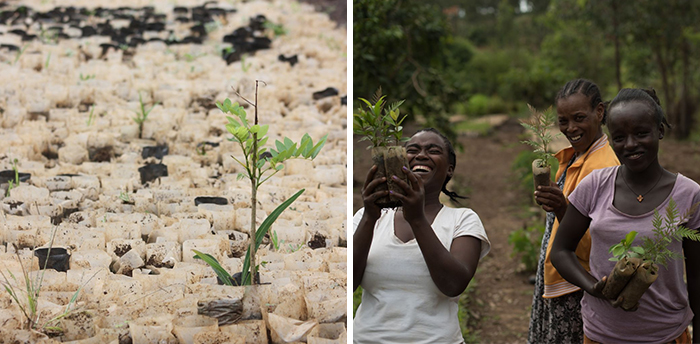 ecosia search engine save environment plant trees