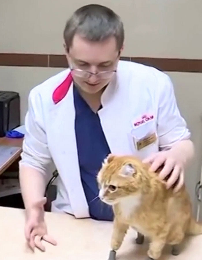 frosbite victim ryzhik the cat with his vet