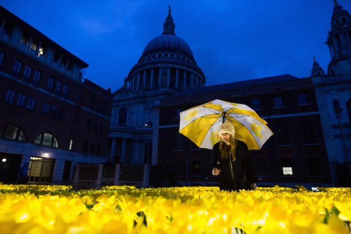garden of light illuminated daffodils