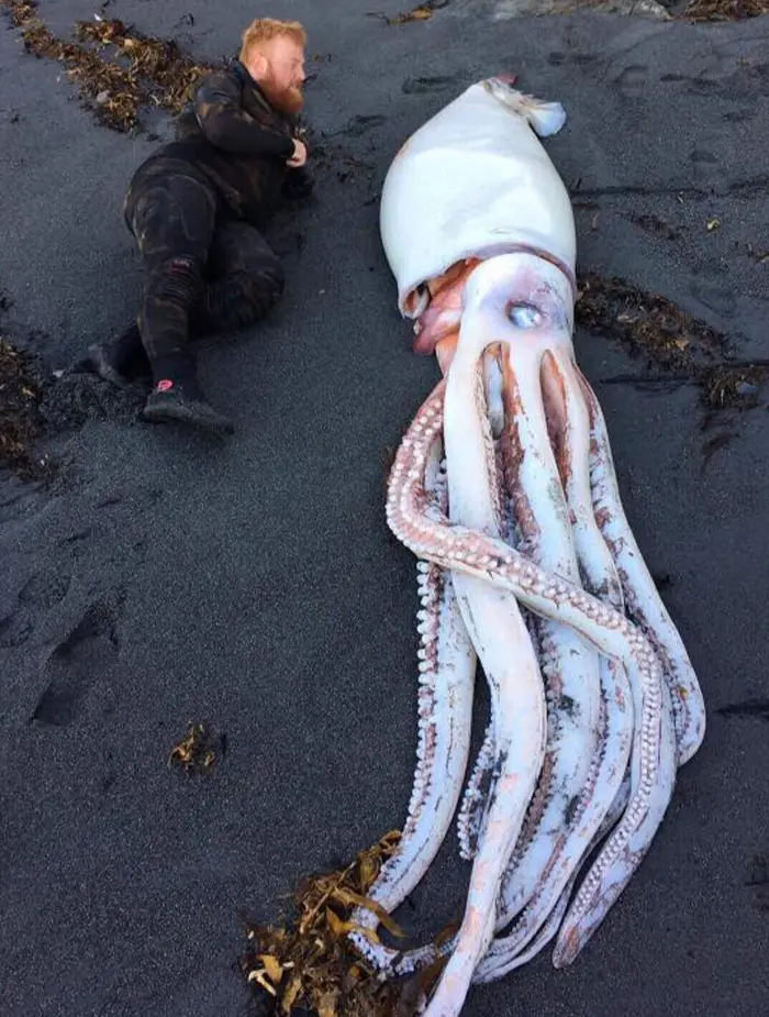 giant squid - interesting beach things