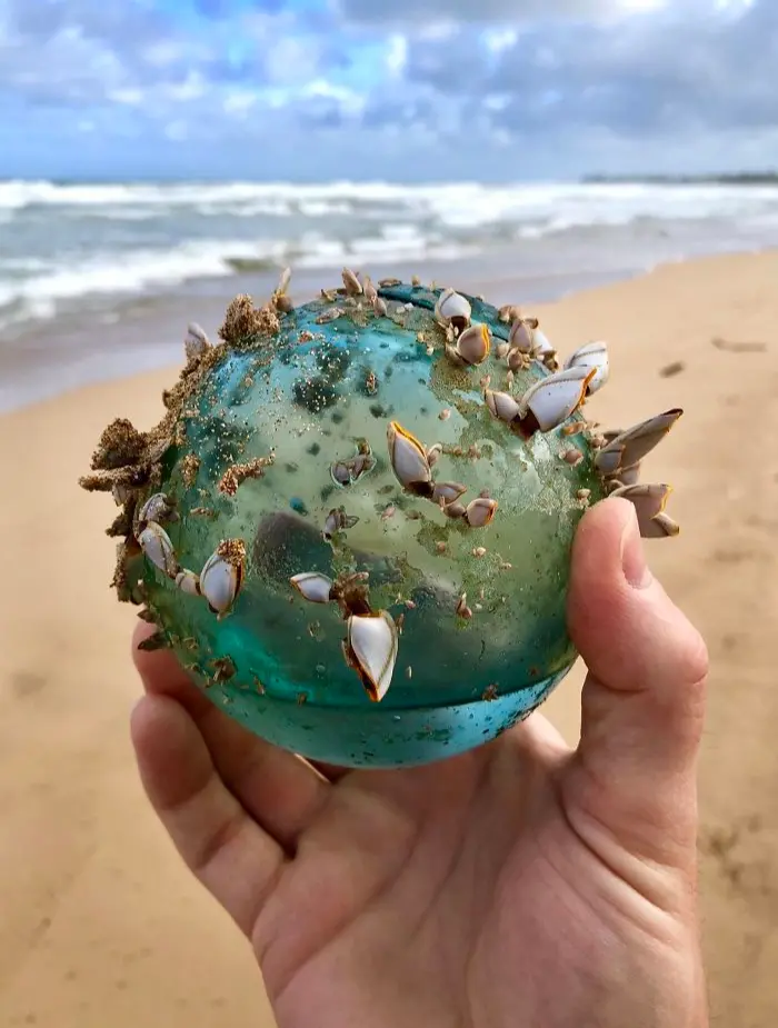 glass ball ecosystem interesting beach things