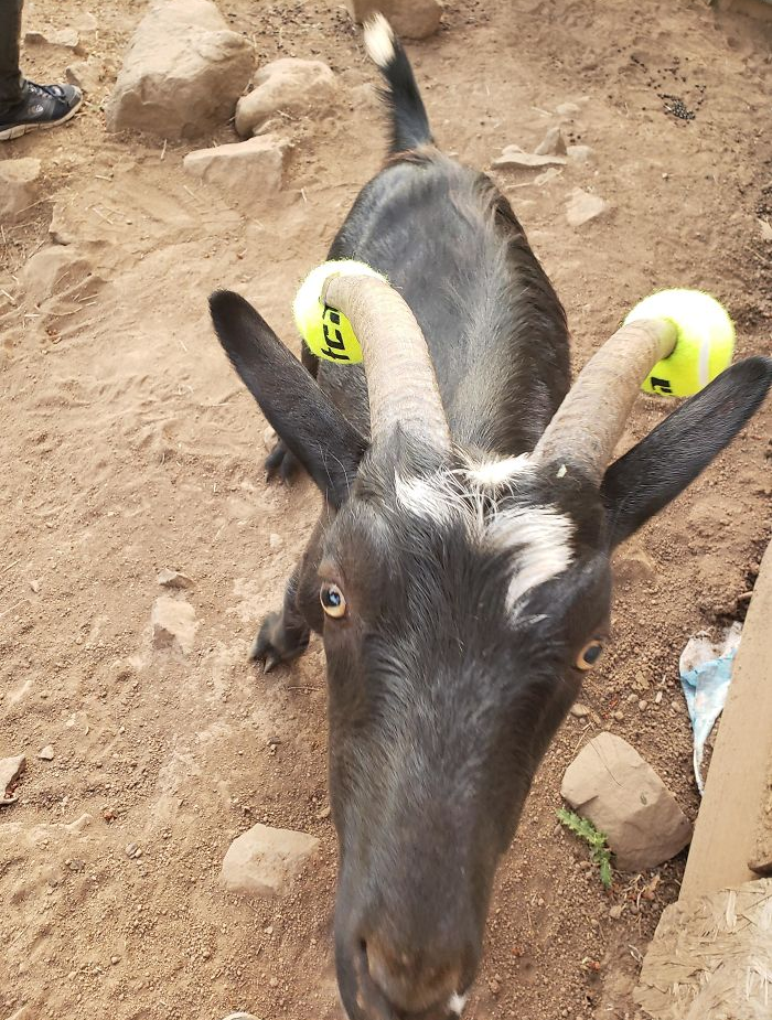 goats with pool noodles on their horns ball version