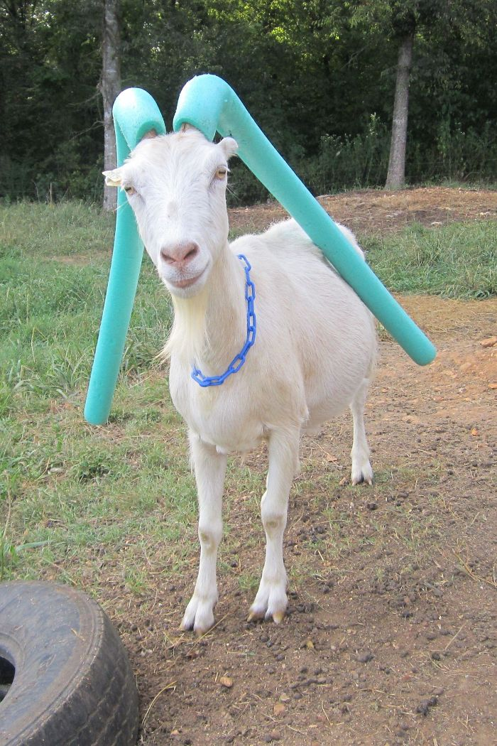 goats with pool noodles on their horns light blue