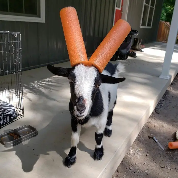 goats with pool noodles on their horns orange
