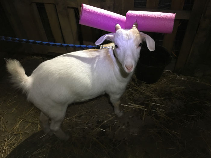 goats with pool noodles on their horns pink