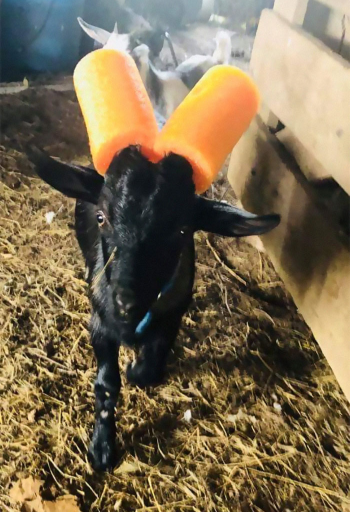 goats with pool noodles on their horns staring