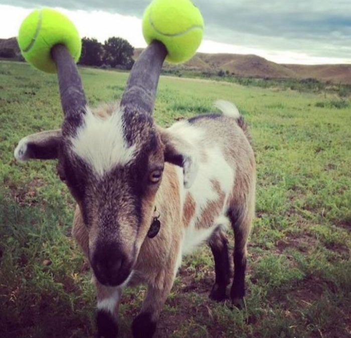 goats with pool noodles on their horns tennis ball