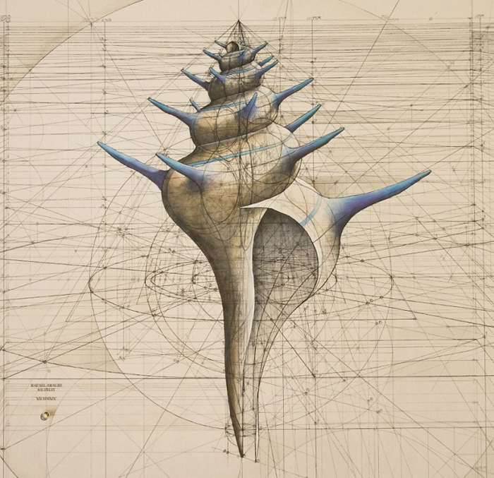 golden ratio illustrations Fibonacci sequence shell