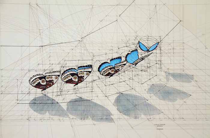 golden ratio illustrations blue morpho sequence