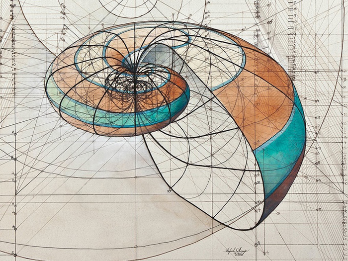 golden ratio illustrations chambered nautilus shell