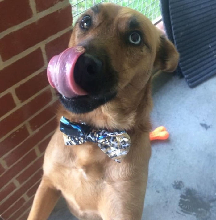 happy dog with bow tie