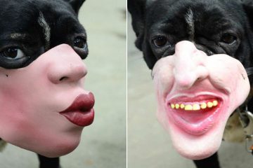human face dog muzzles
