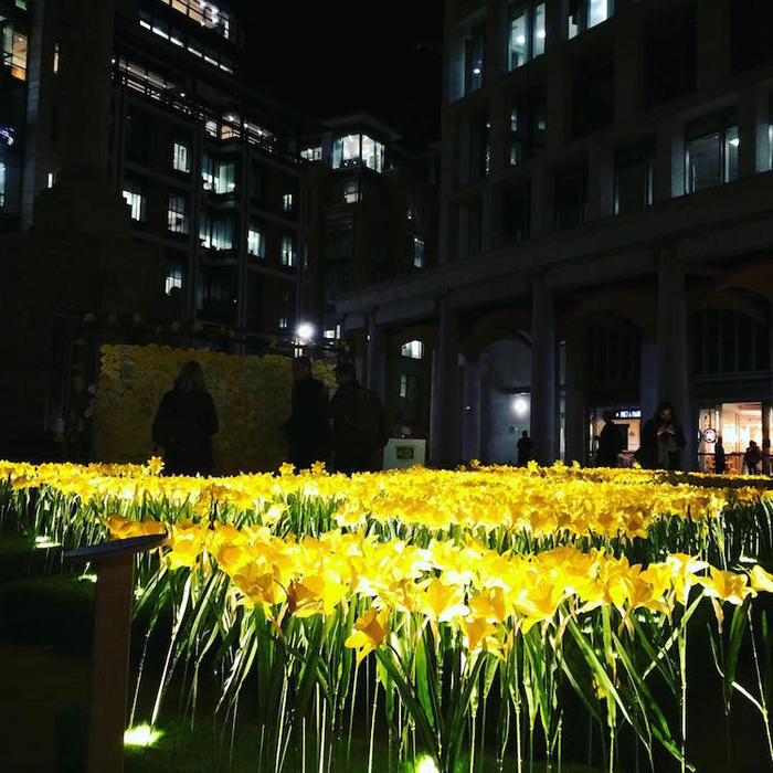 illuminated daffodils marie curie charity