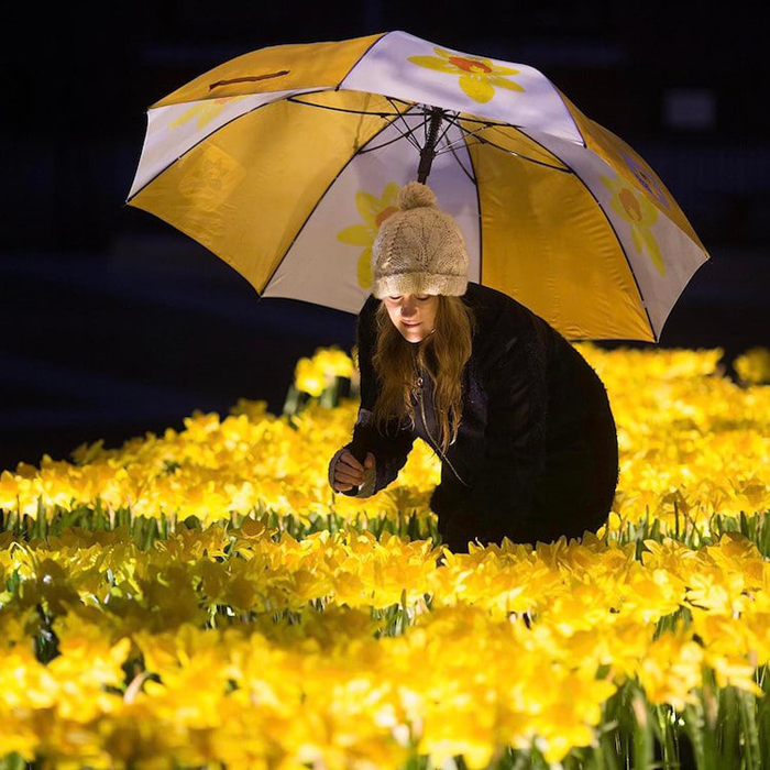 illuminated daffodils marie curie greyworld
