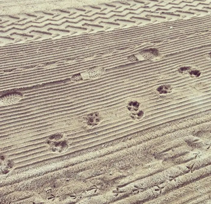 interesting beach things - different tracks and footprints