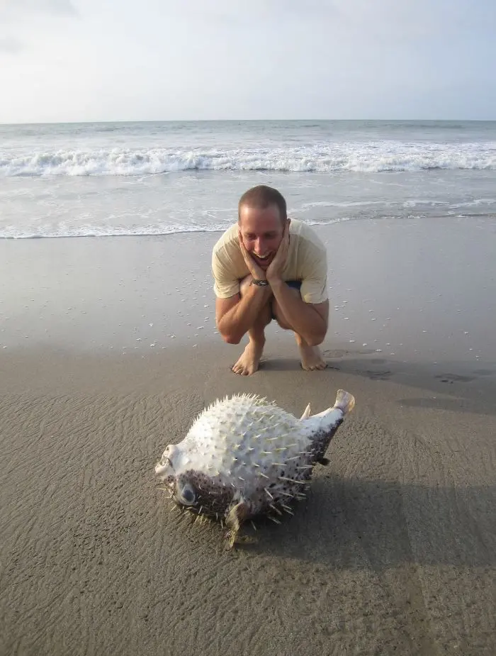 interesting beach things - stranded puffer fish