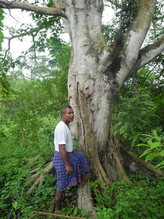 jadav payeng save environment plant trees