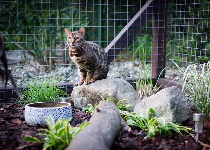 jungle set-up cat patios catios outdoor enclosures