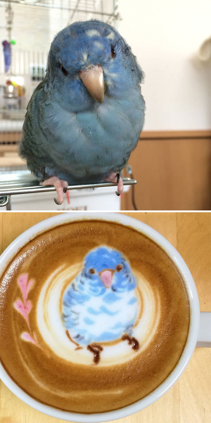 ku-san bird latte art blue bird
