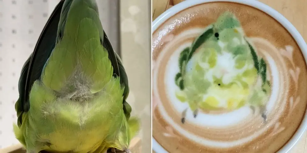 latte art with birds