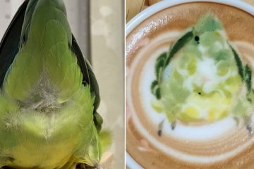 latte art with birds