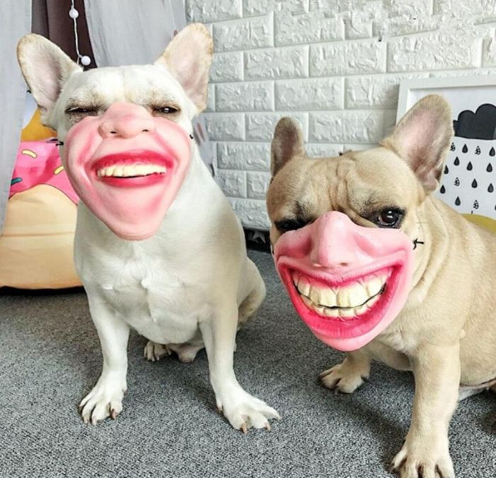 laughing creepy human face masks dog muzzles amazon