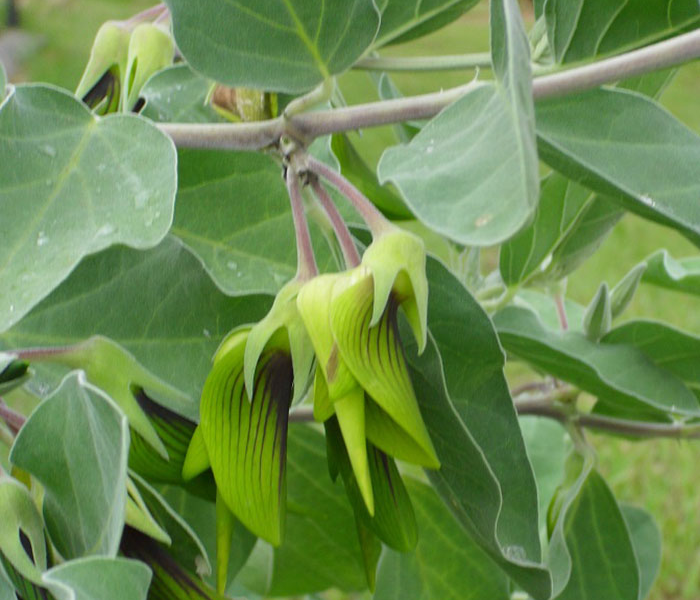 less birdy flower like hummingbird green birdflower