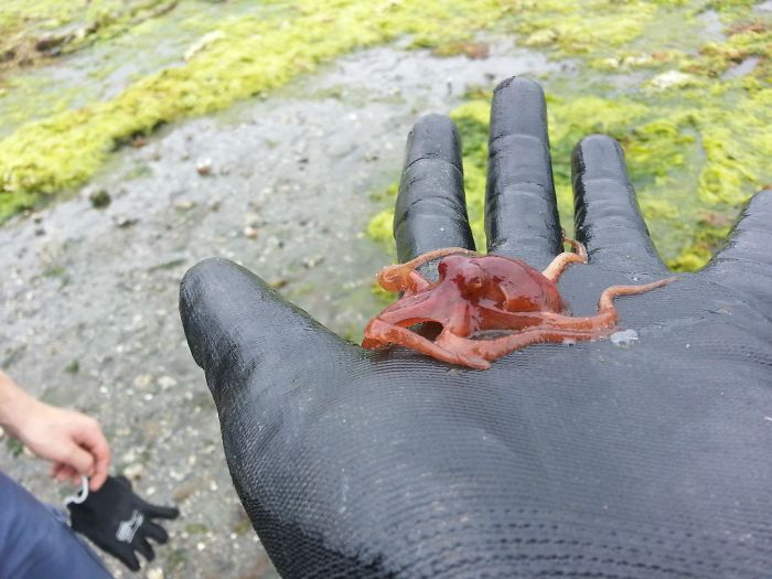 little octopus - interesting beach things