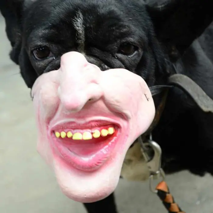 mocking smile creepy human face masks dog muzzles amazon